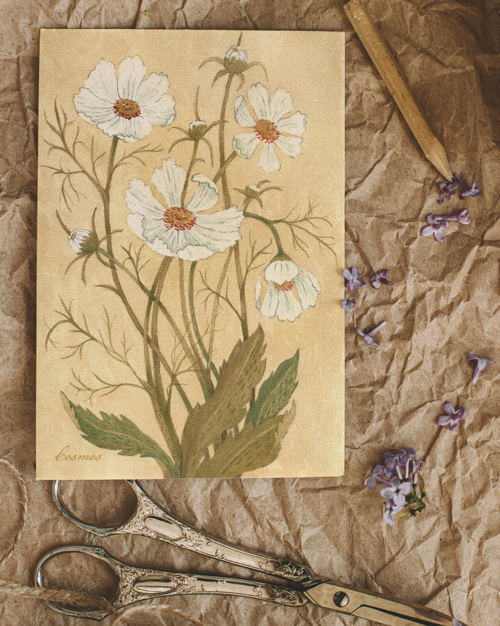 Danelys Sidron Cosmos art card – October birth flower watercolor design photographed on brown paper with scissors and lilac petals, 3.5x5 botanical stationery from The Conservatory Print Club.