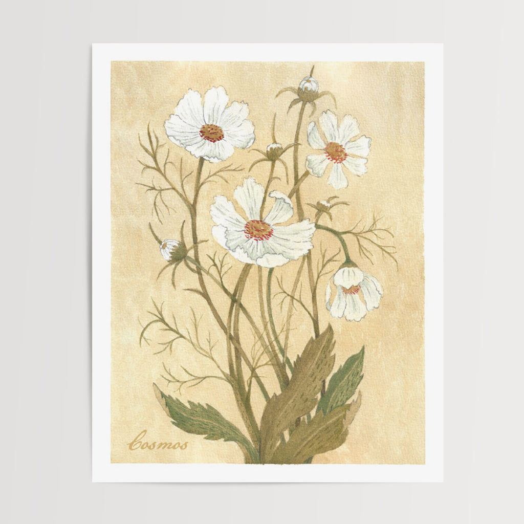 Danelys Sidron Cosmos watercolor print – October birth flower botanical art, archived edition from The Conservatory Print Club, unframed 8x10 wall art print.