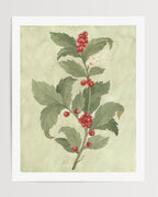 Holly botanical watercolor art print with green leaves and red berries on a soft green background, shown on a clean white backdrop.
