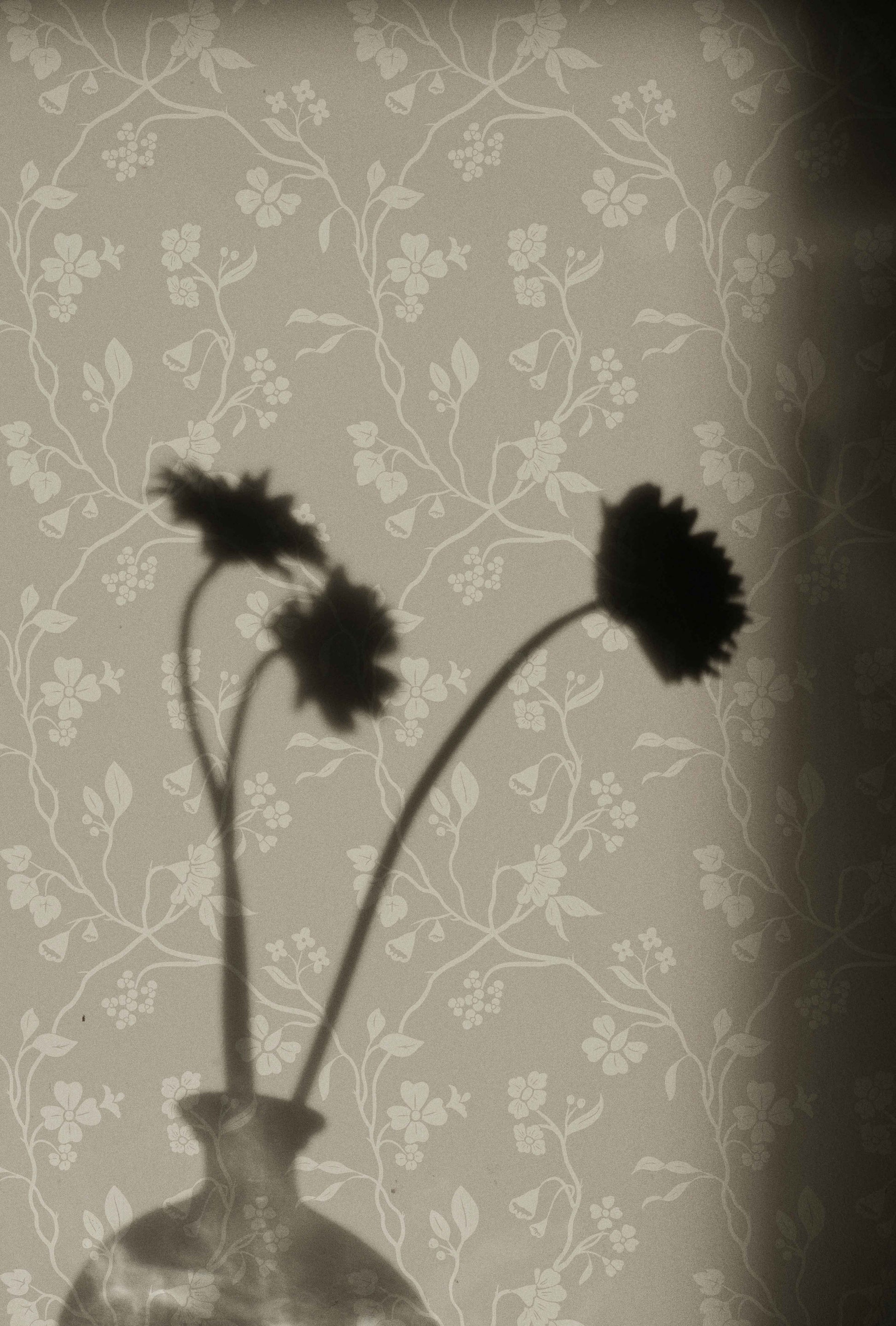 Lunaria Vine Wallpaper in Weathered Clay