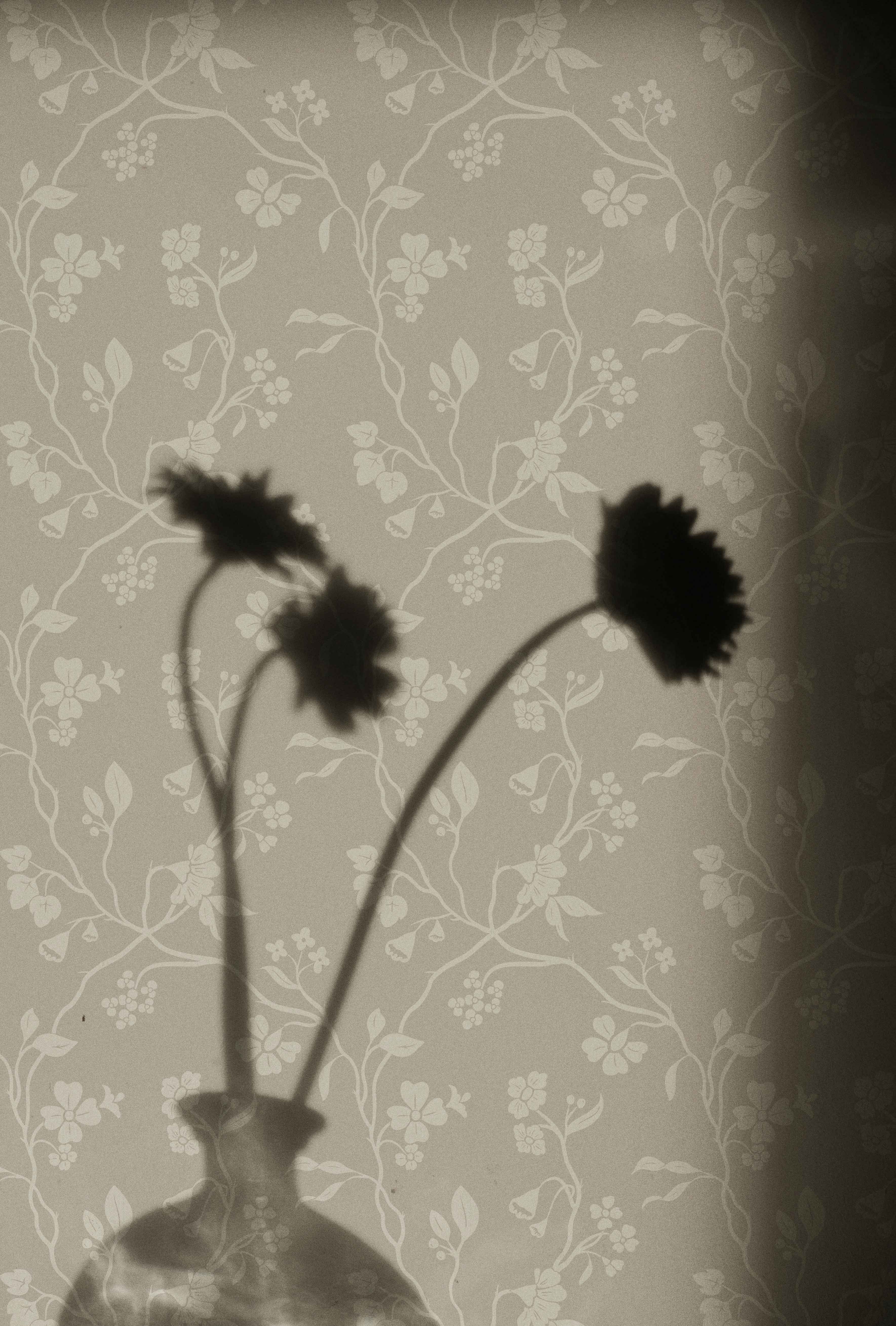 Lunaria Vine Wallpaper in Weathered Clay