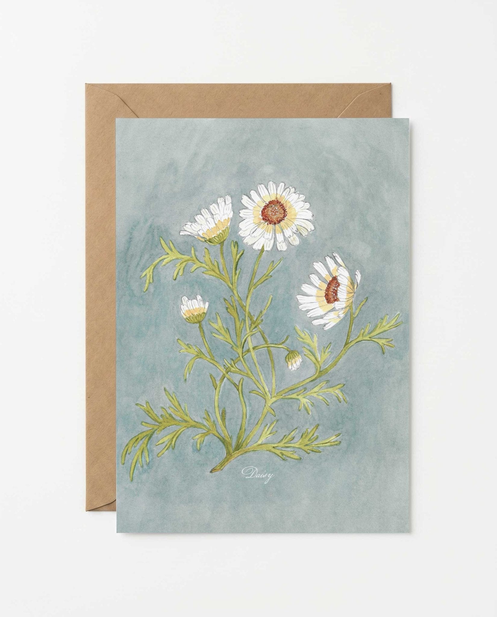 Daisy Study Art Postcard - Riverpine