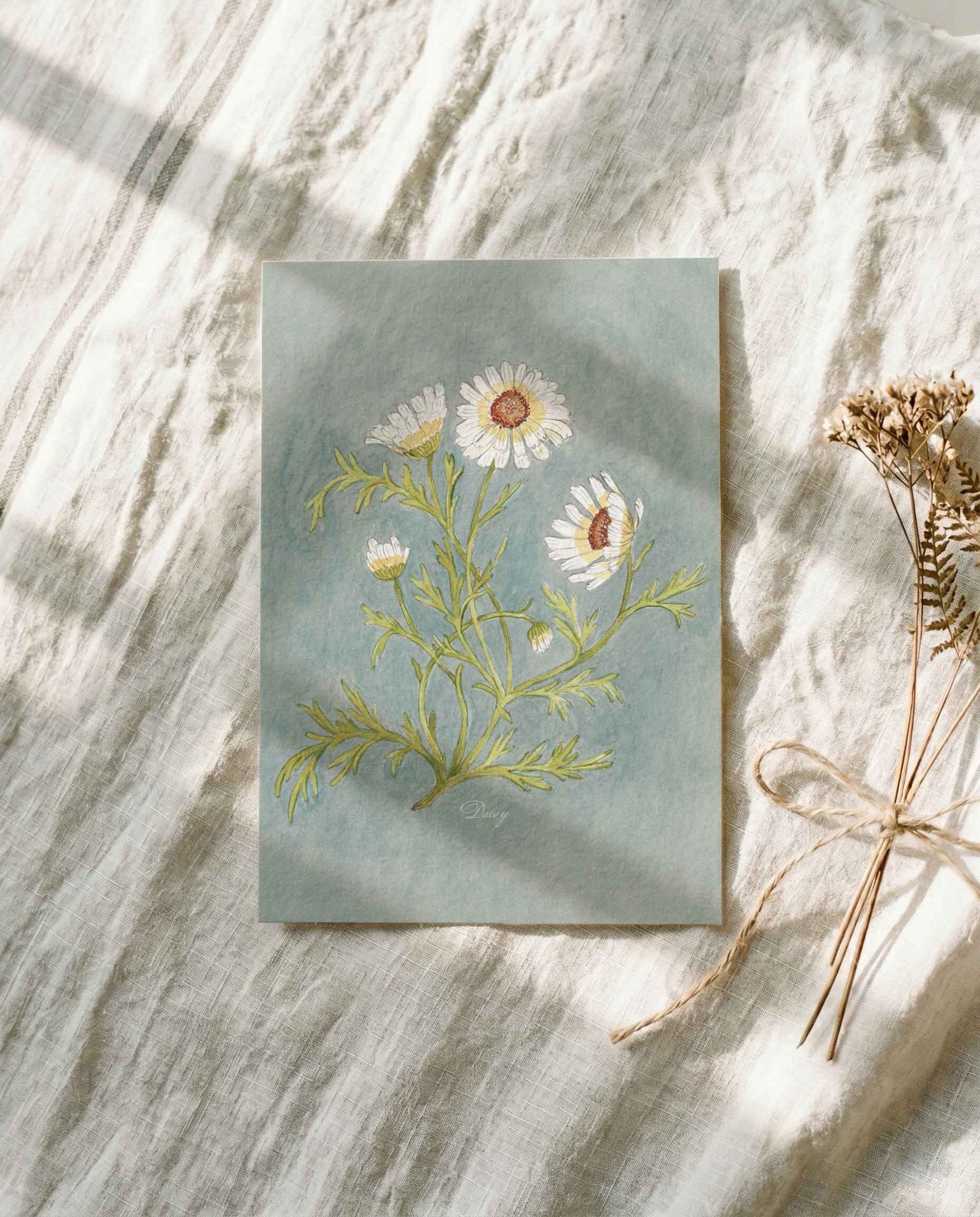 Daisy Study Art Postcard - Riverpine