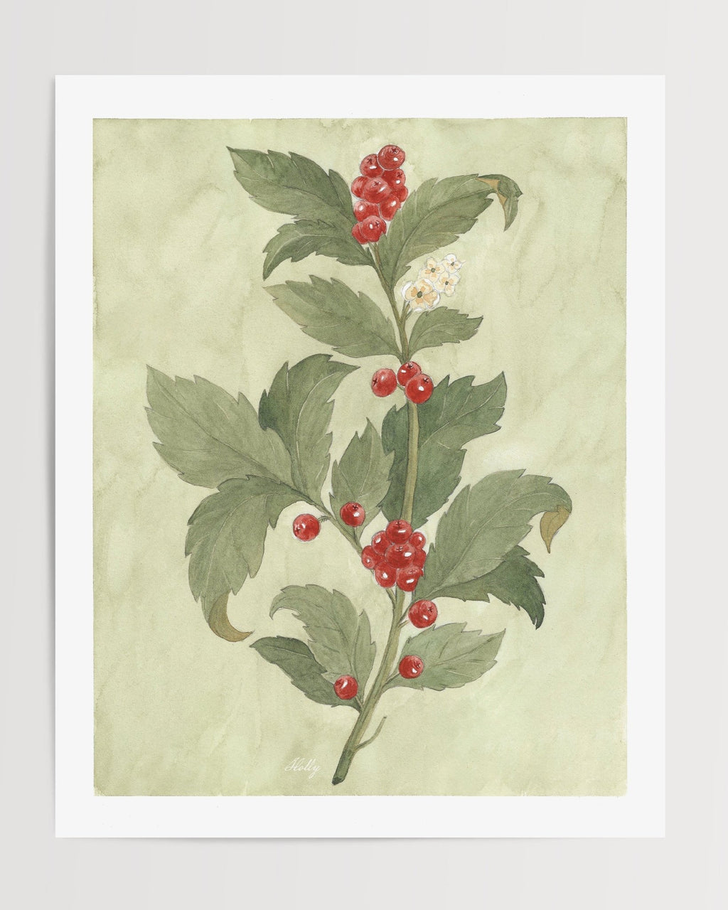 Holly Watercolor Art Print - Riverpine