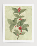 Holly Watercolor Art Print - Riverpine