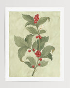 Holly Watercolor Art Print - Riverpine