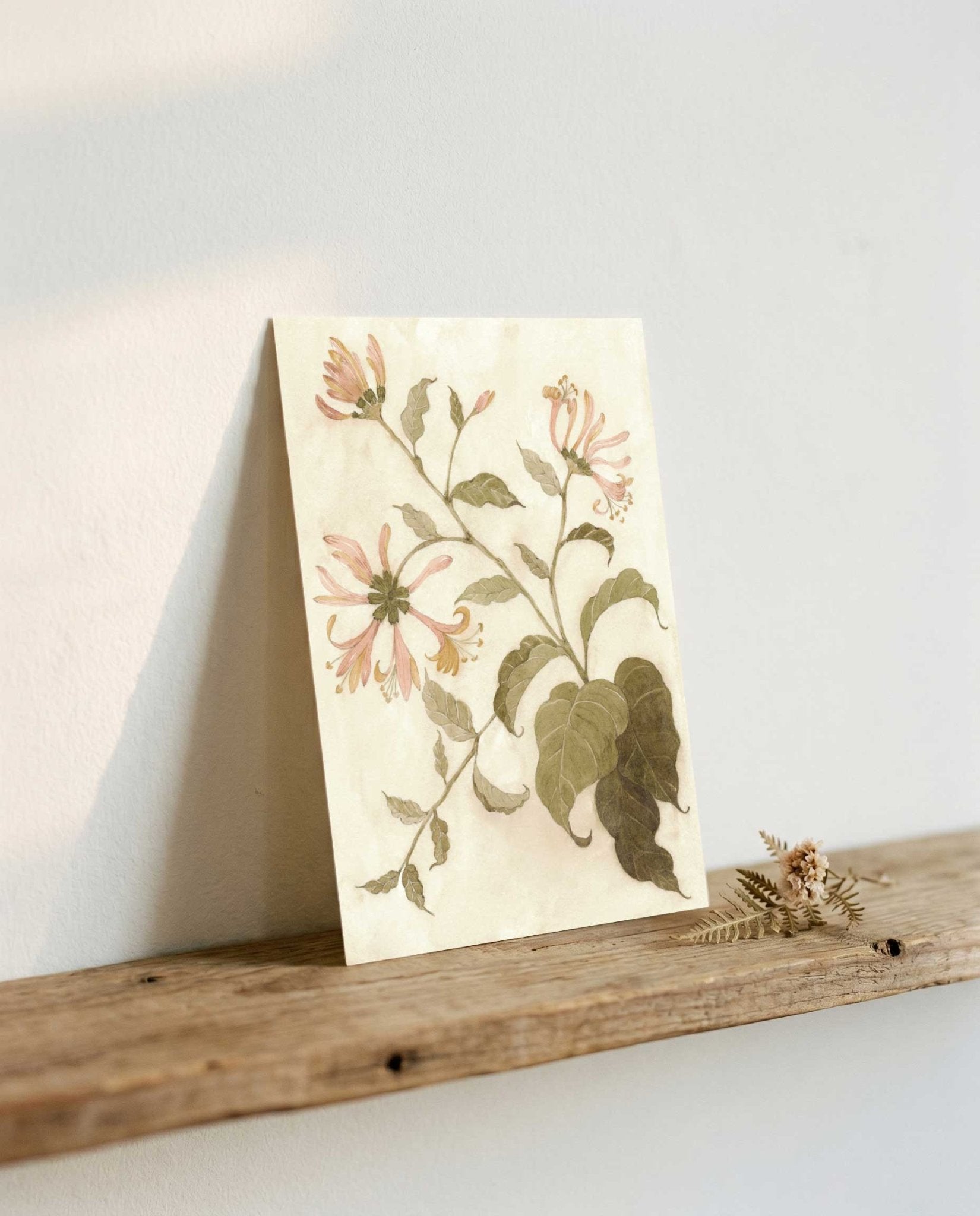 Honeysuckle Study Art Postcard - Riverpine