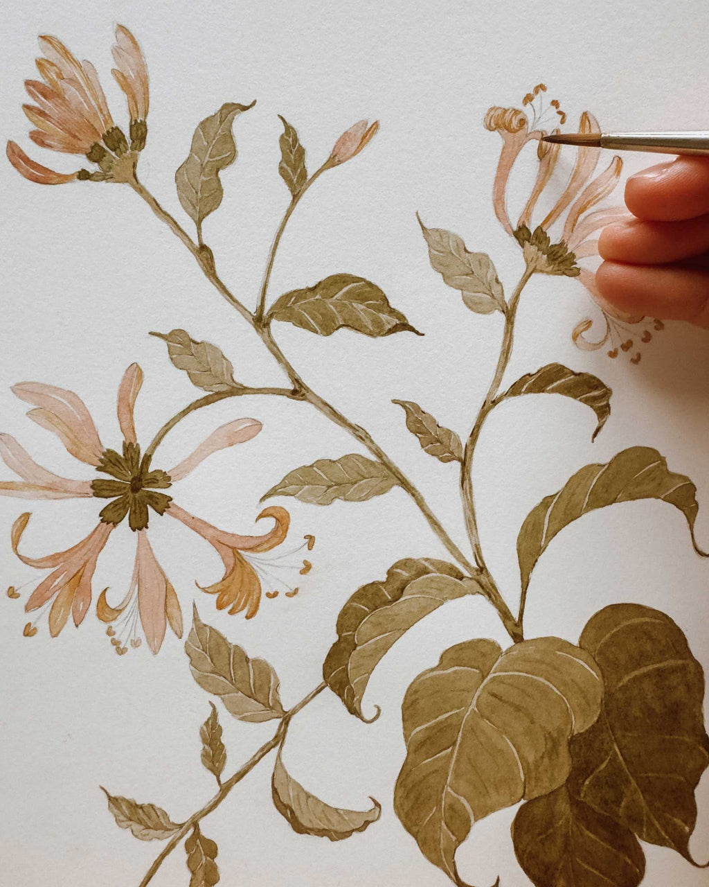 Honeysuckle Study Watercolor Art Print - 5x7 - Riverpine