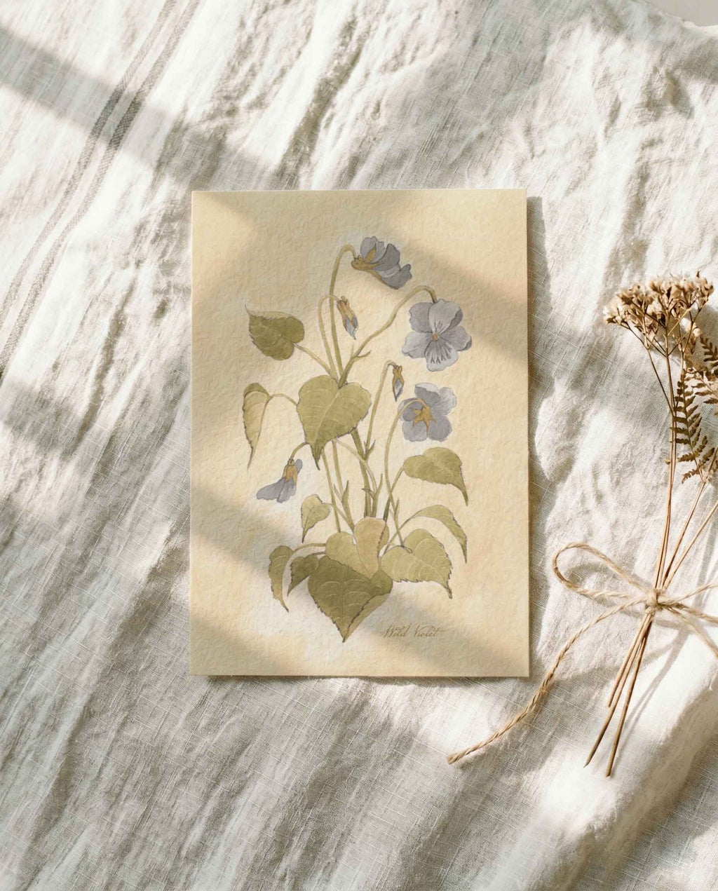 Wild Violet Study Art Postcard - Riverpine