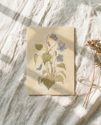 Wild Violet Study Art Postcard - Riverpine