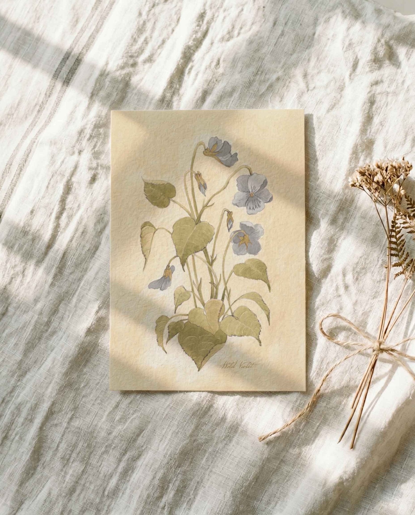 Wild Violet Study Art Postcard - Riverpine