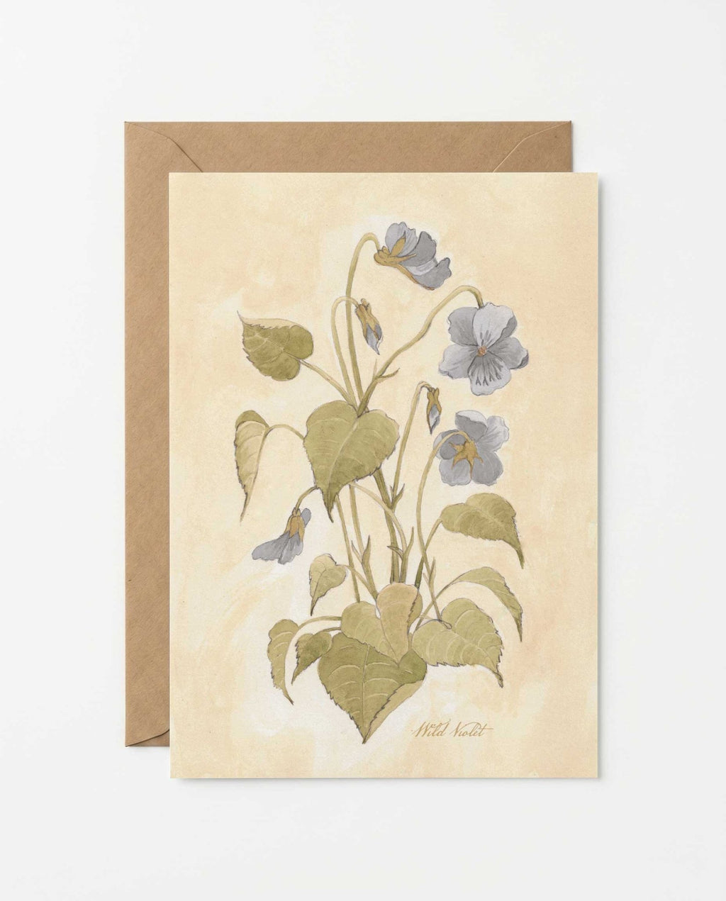 Wild Violet Study Art Postcard - Riverpine