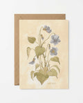 Wild Violet Study Art Postcard - Riverpine